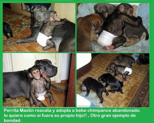 Perrita Mastín adopta chimpancé 